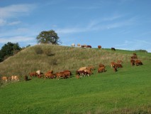 Kühe auf dem Berg