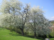 Maiblüte