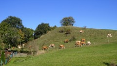 Rinder auf der Wiese