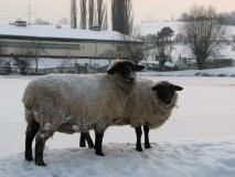 Schafe im Schnee