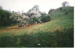 Sirbis 1974