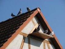 Tauben auf dem Dach
